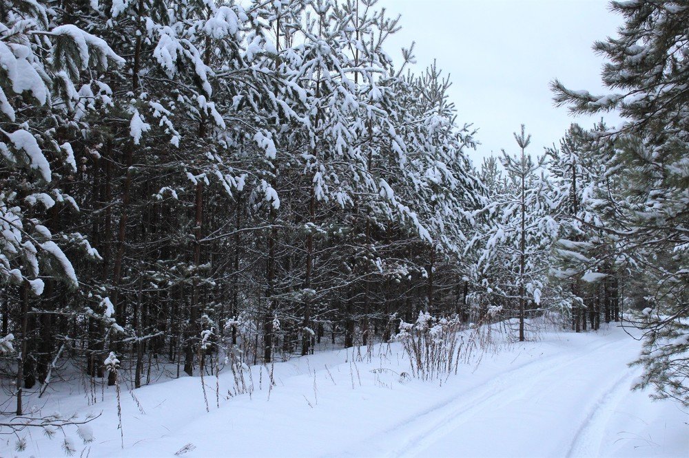 Лесная дорога