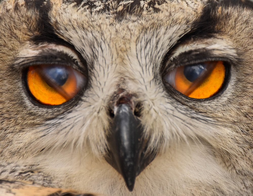 Photograph by Elham Khanpour