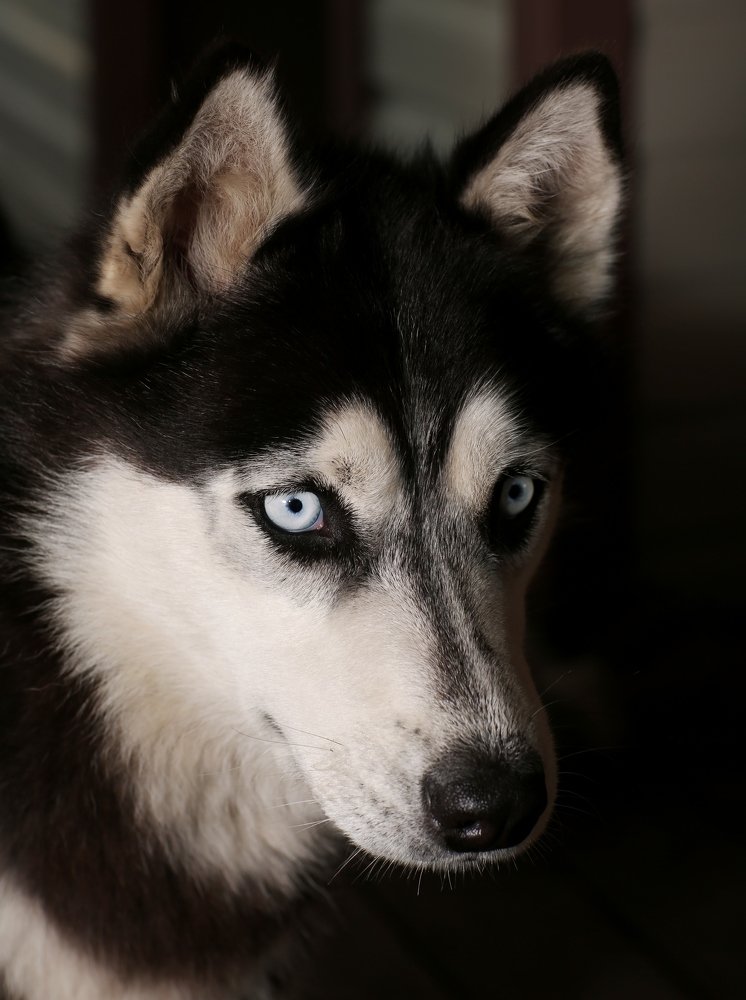 Голубые глазки хаски