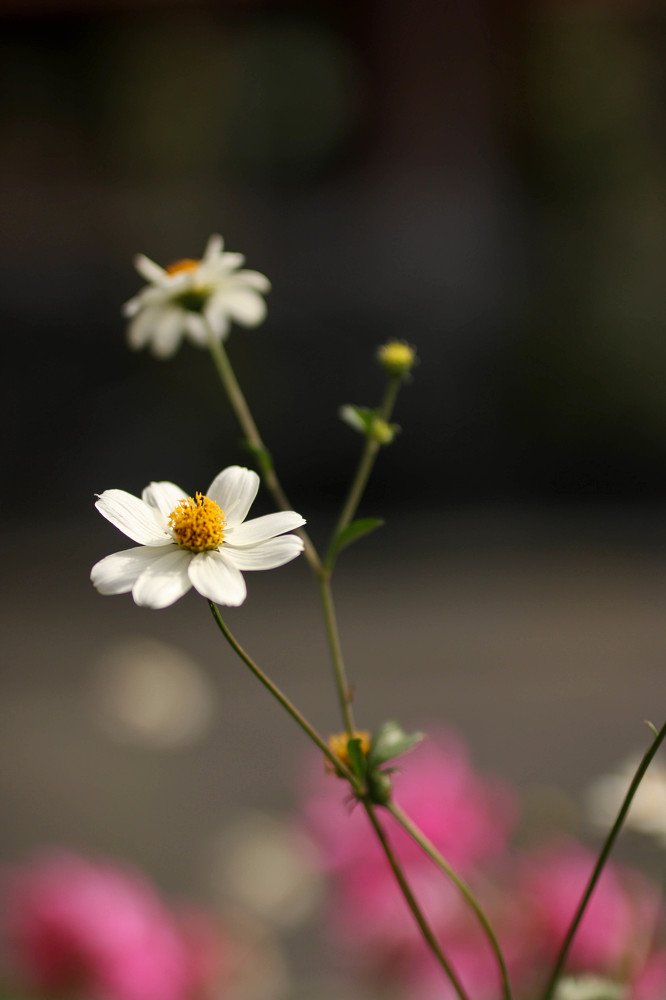 Photograph by Ekaterina