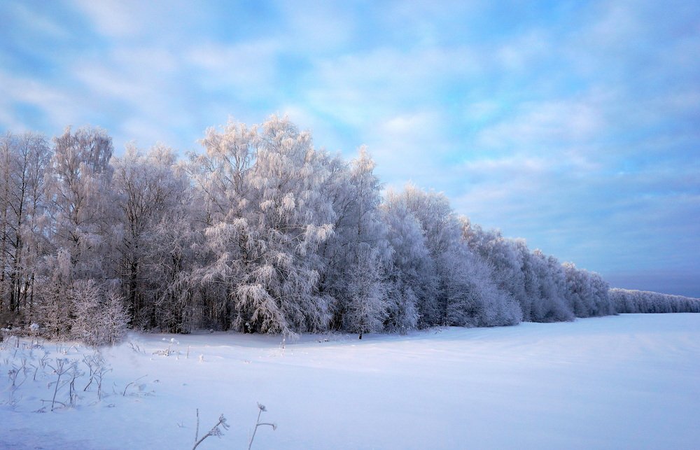 Развесил  мороз  кружева  по  березкам ...