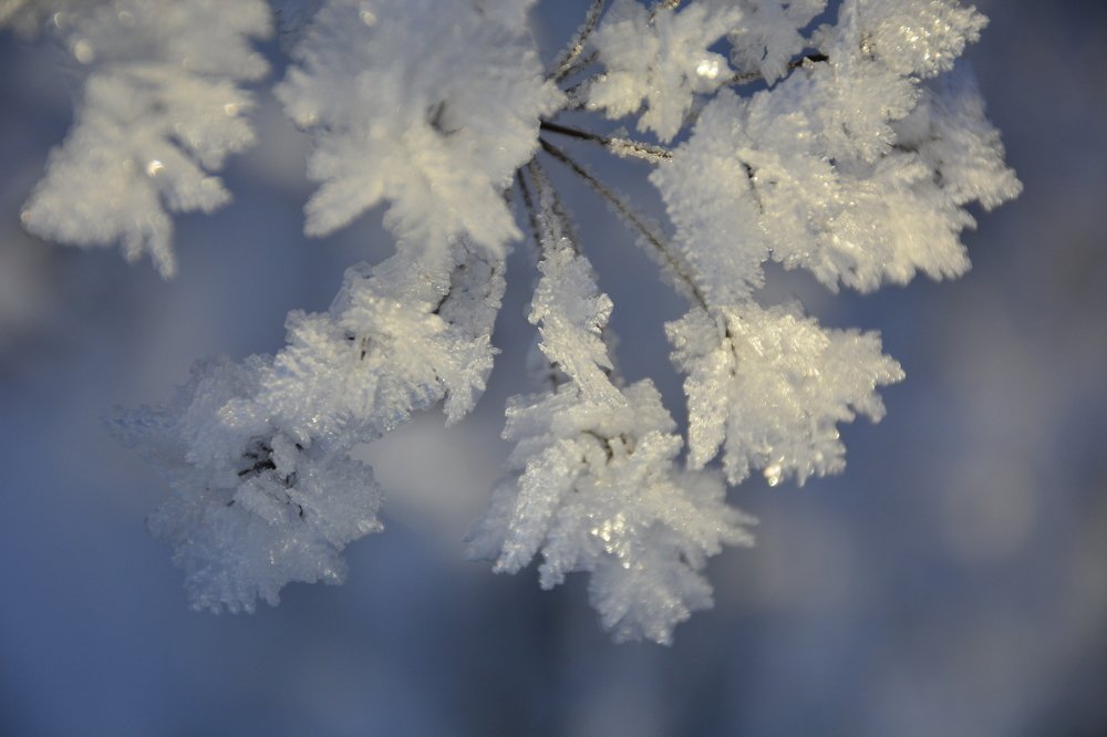 Хрустальное диво зимы