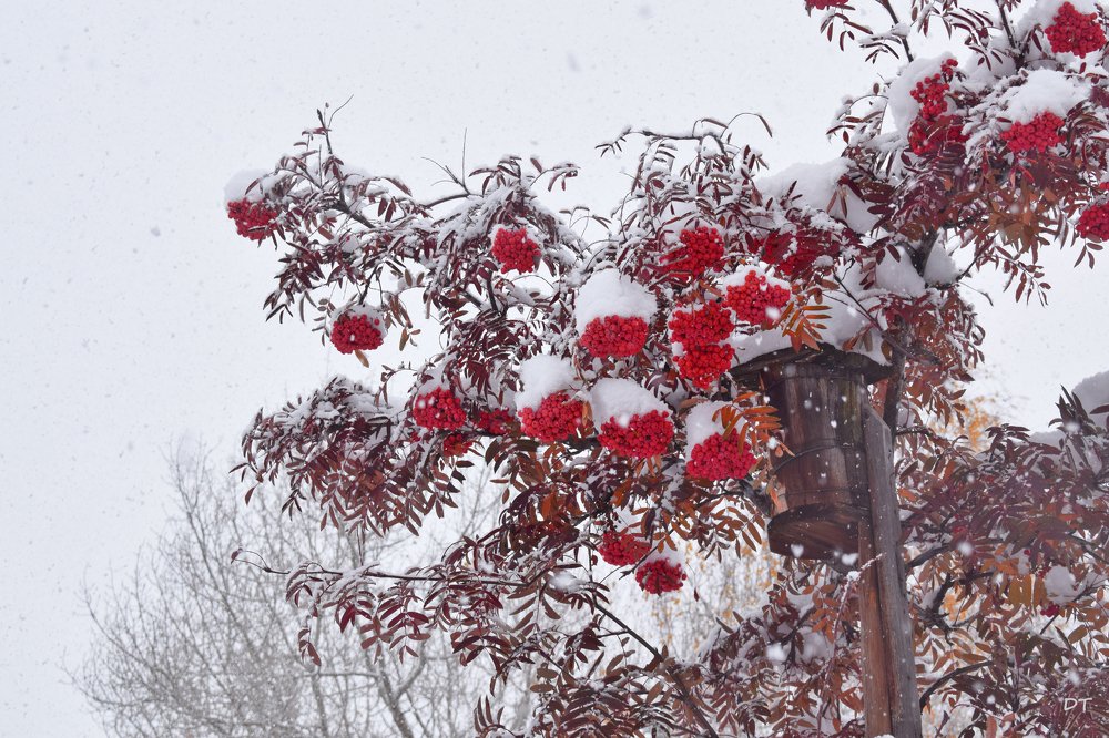 Photograph by Татьяна Дорожко