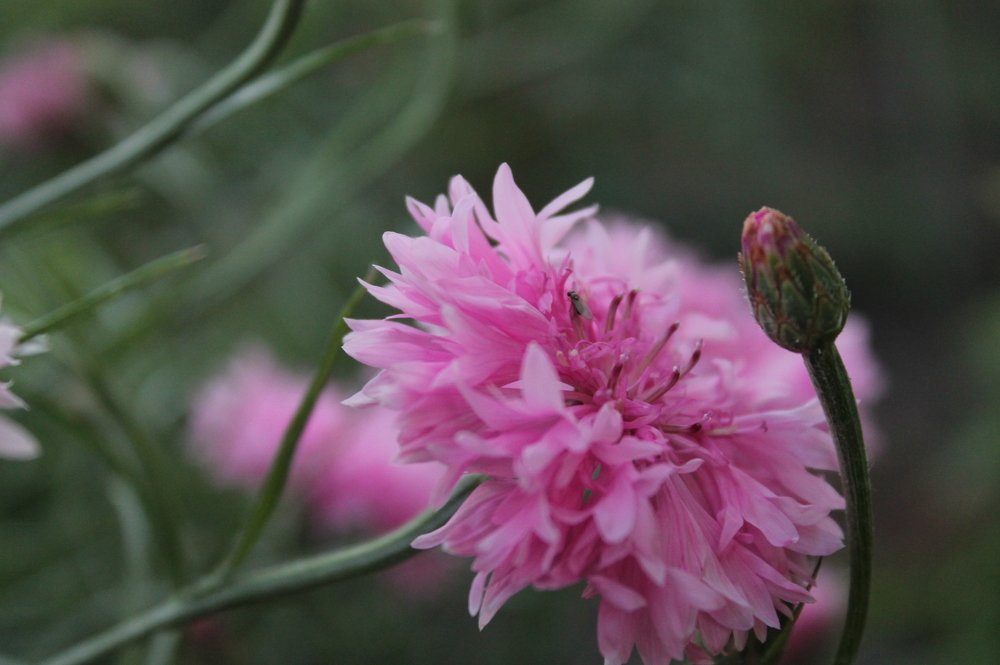 Photograph by Дарья Ващенко-Панкина