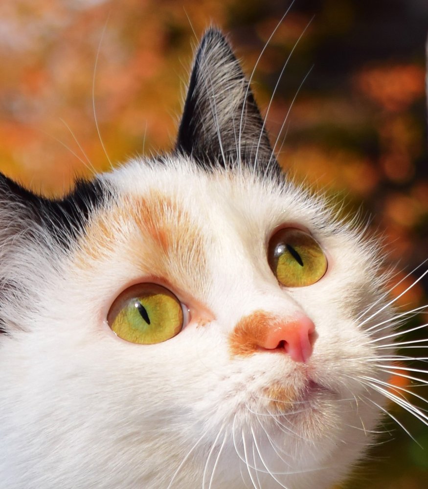 Photograph by Татьяна Дорожко