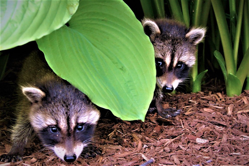 Photograph by Art Bisschop