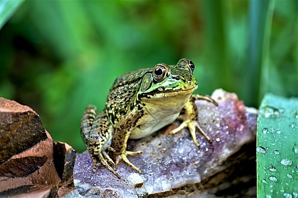 Photograph by Art Bisschop