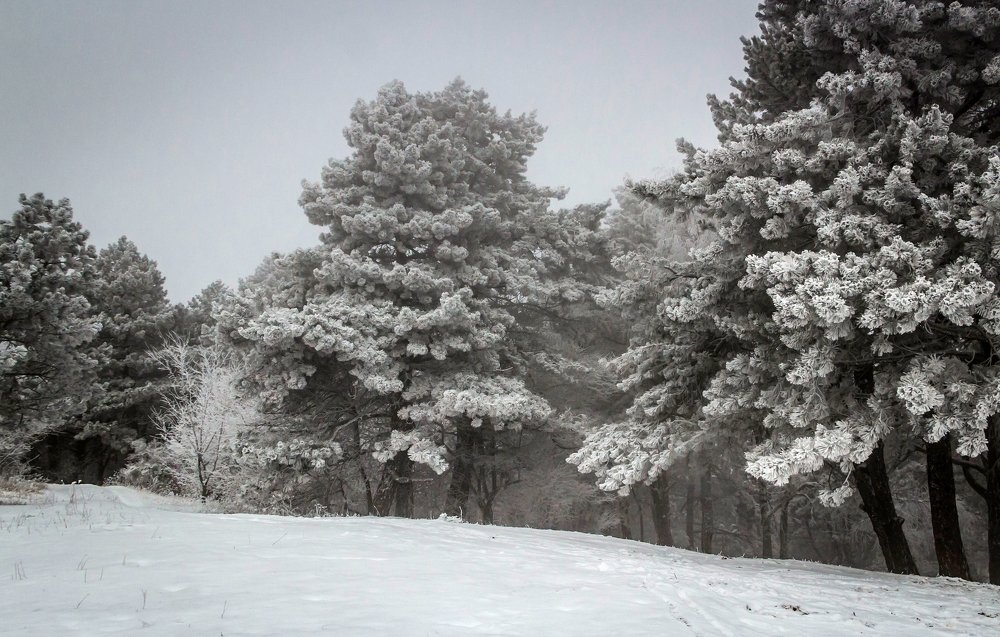 Photograph by Игорь Сидун