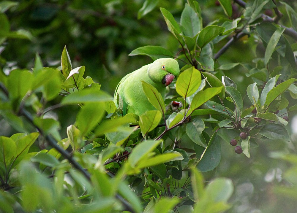 Дикий житель Бакингемского дворца
