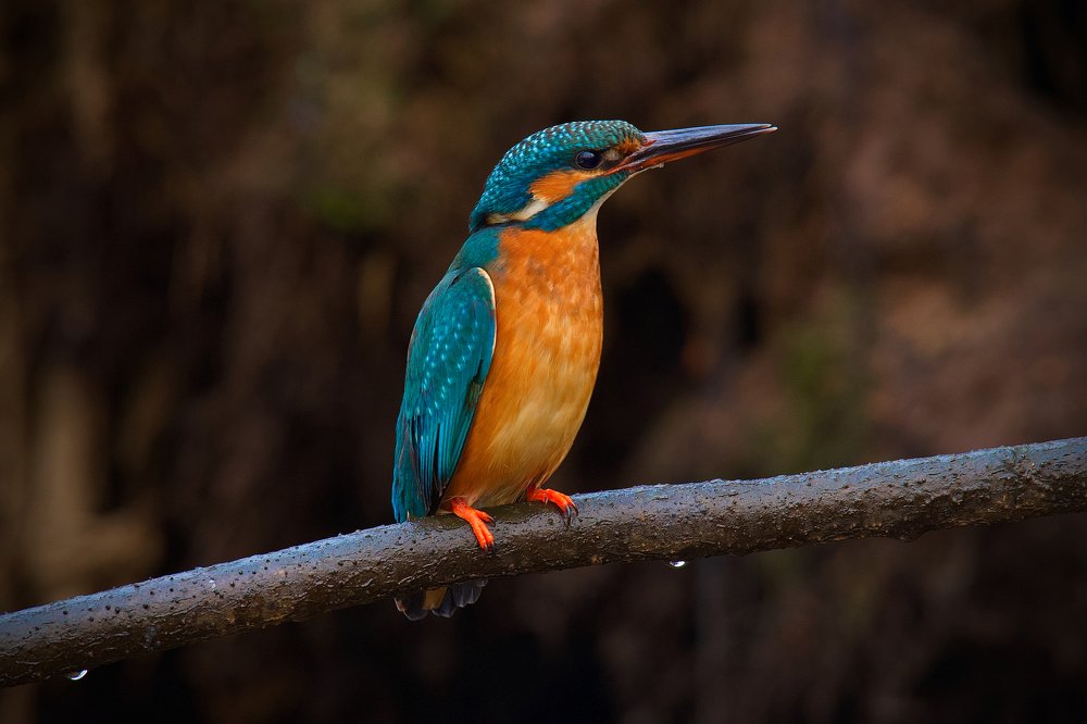 Photograph by Вячеслав Заметня