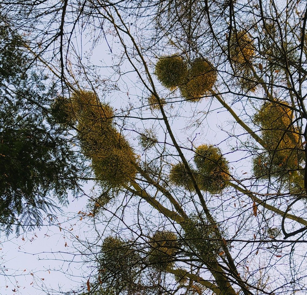 Photograph by Ирина Пшеничникова