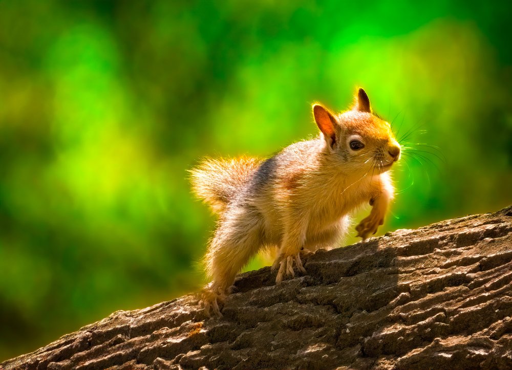 Photograph by Ghadimi Mahdiyar