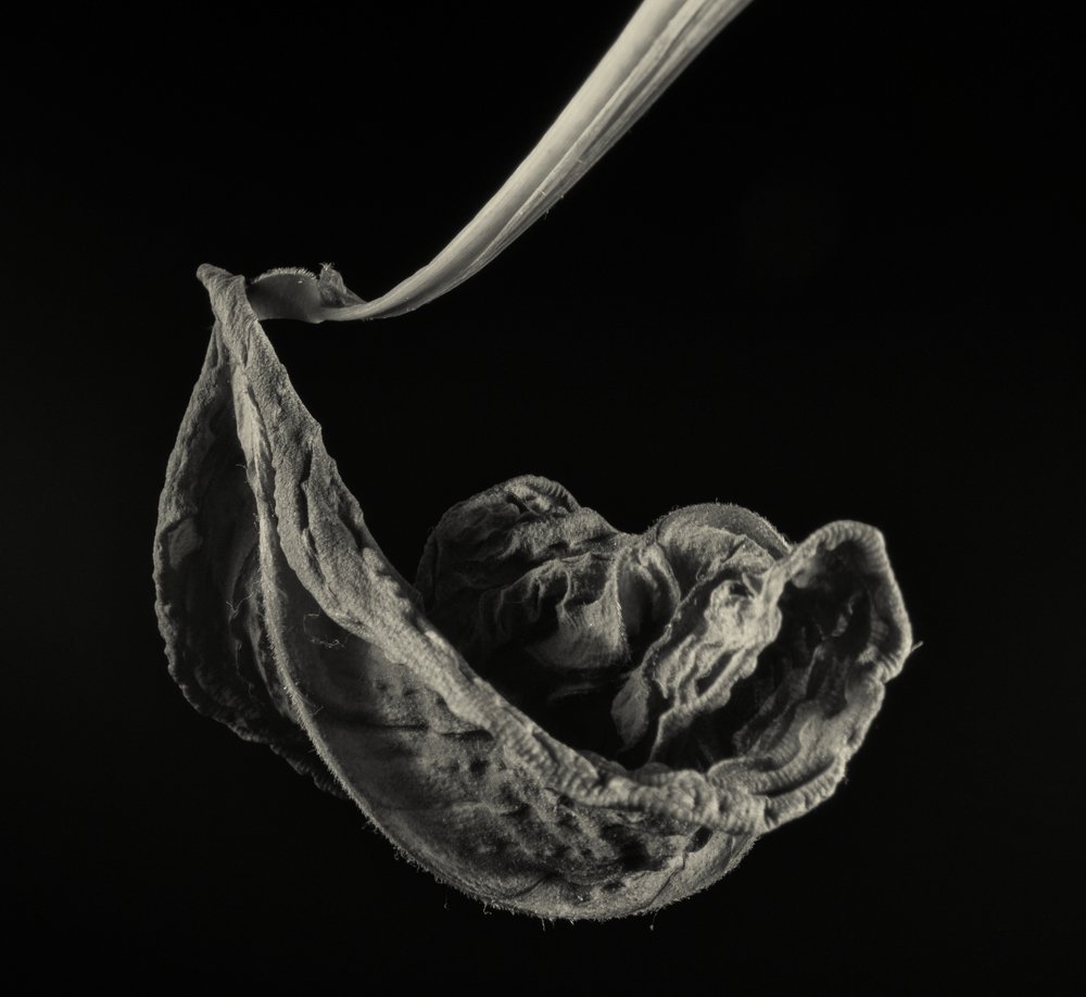 Фотография автора Malkhaz Svanidze