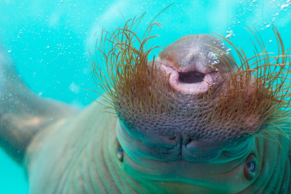 Photograph by Олег Иевлев