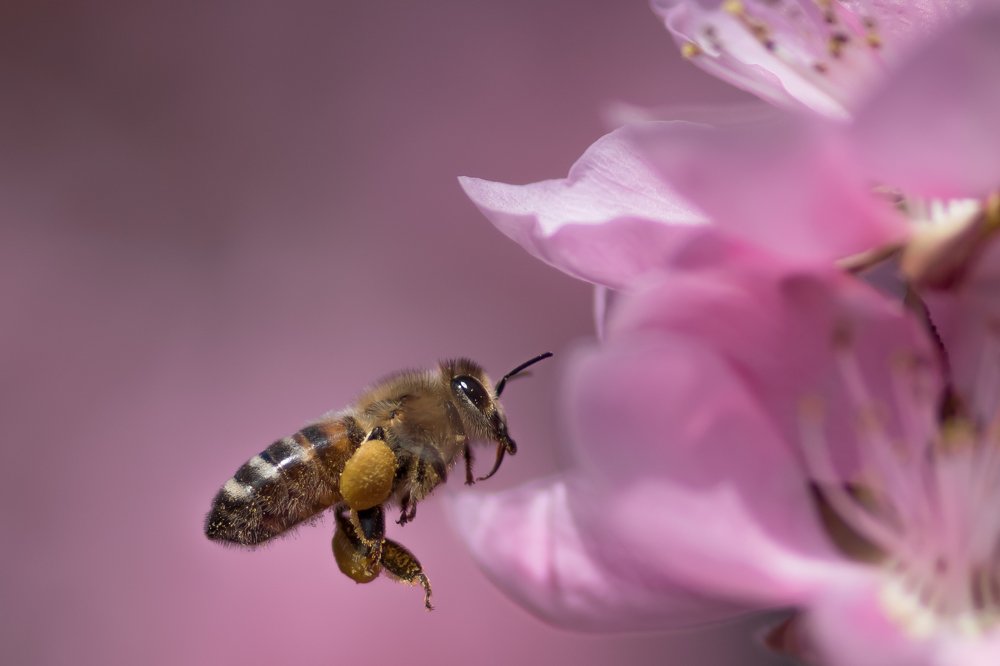 bee