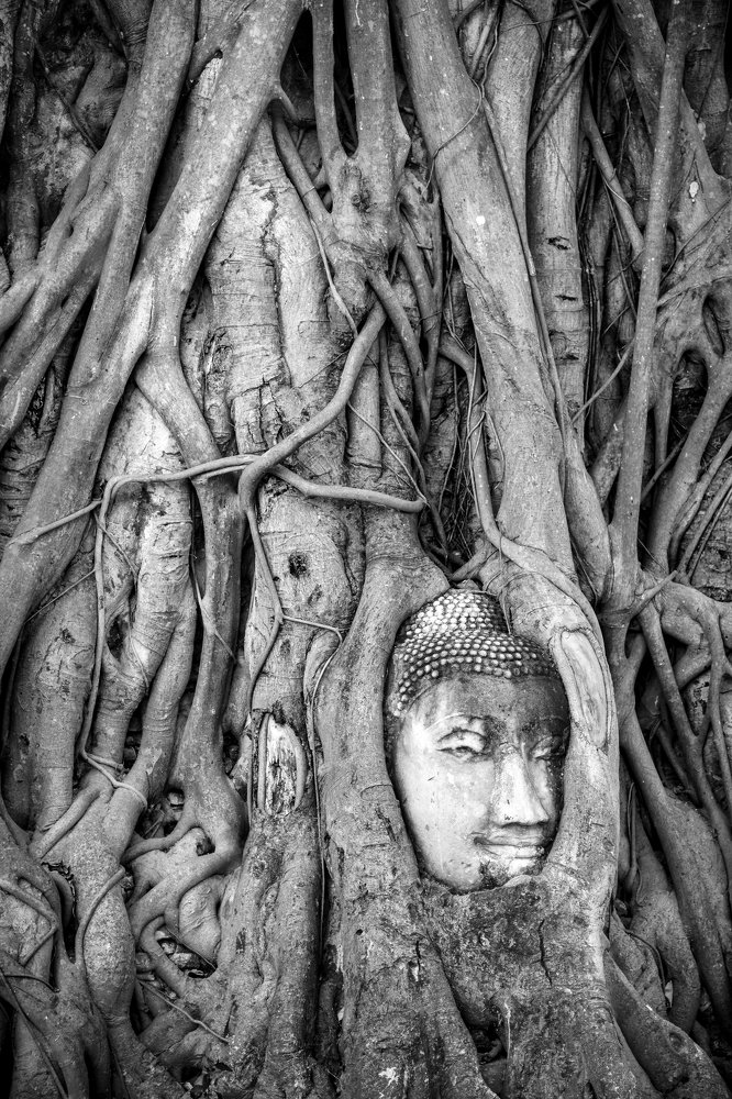 Buddha's roots
