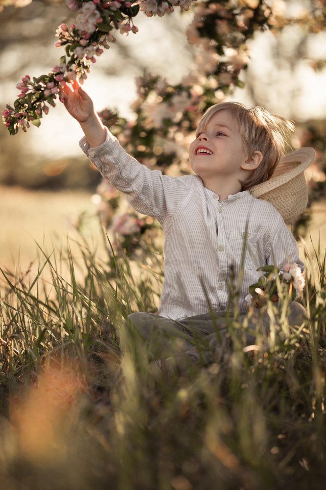 Яблоня в цвету