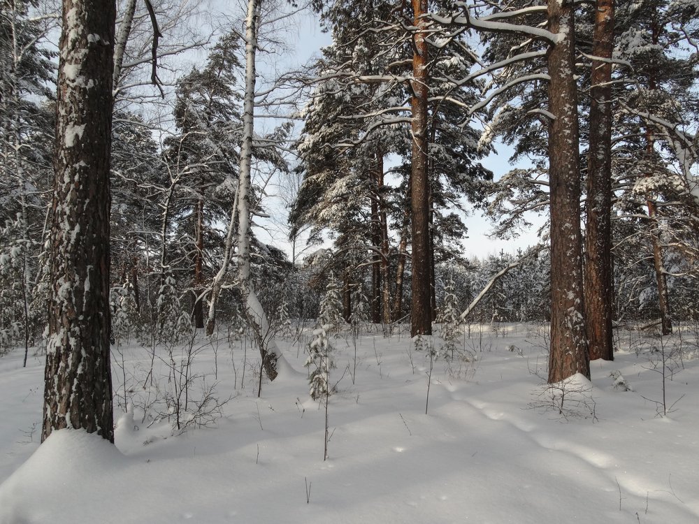 Зимний лес.