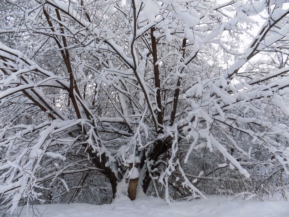 Photograph by Валентина Смирнова