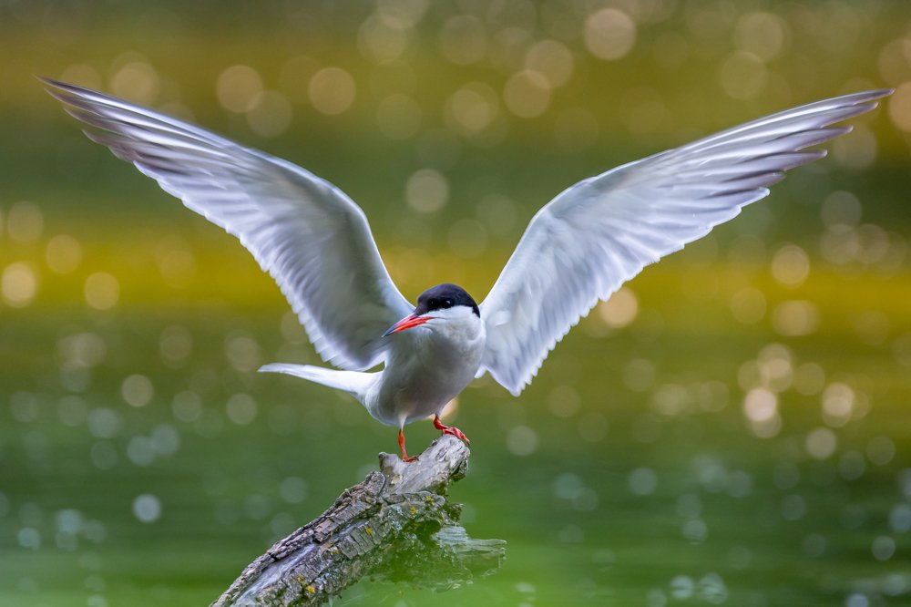 Фотография автора Дронов Константин