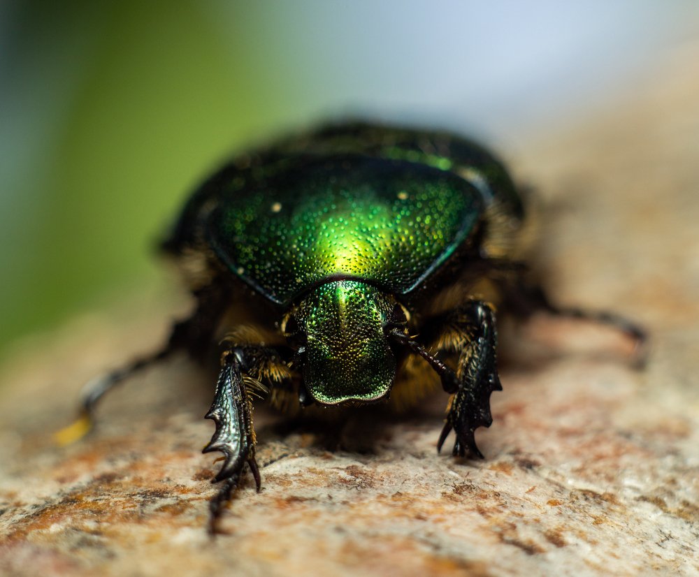 Photograph by Александр Шлюпиков