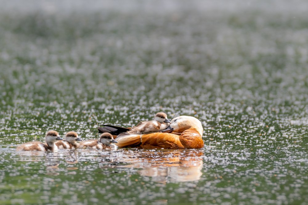 Фотография автора Дронов Константин