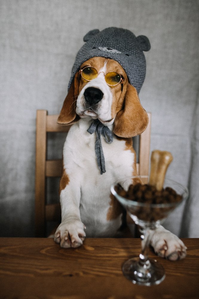 А кем была твоя собака в прошлой жизни?