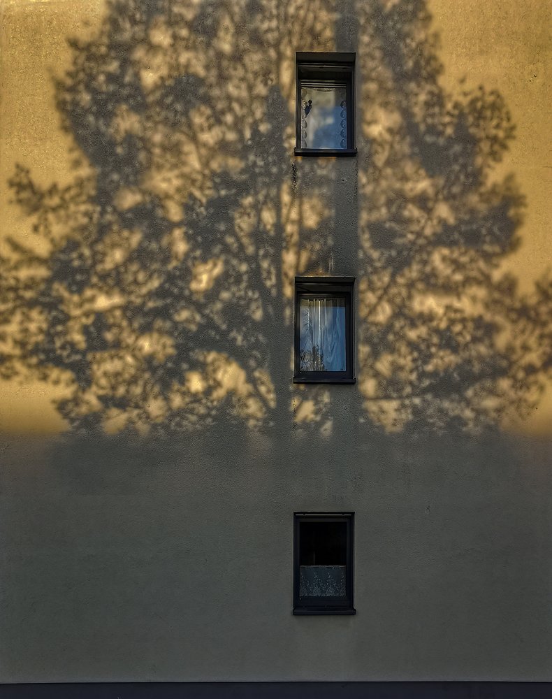 tree shadow on the wall