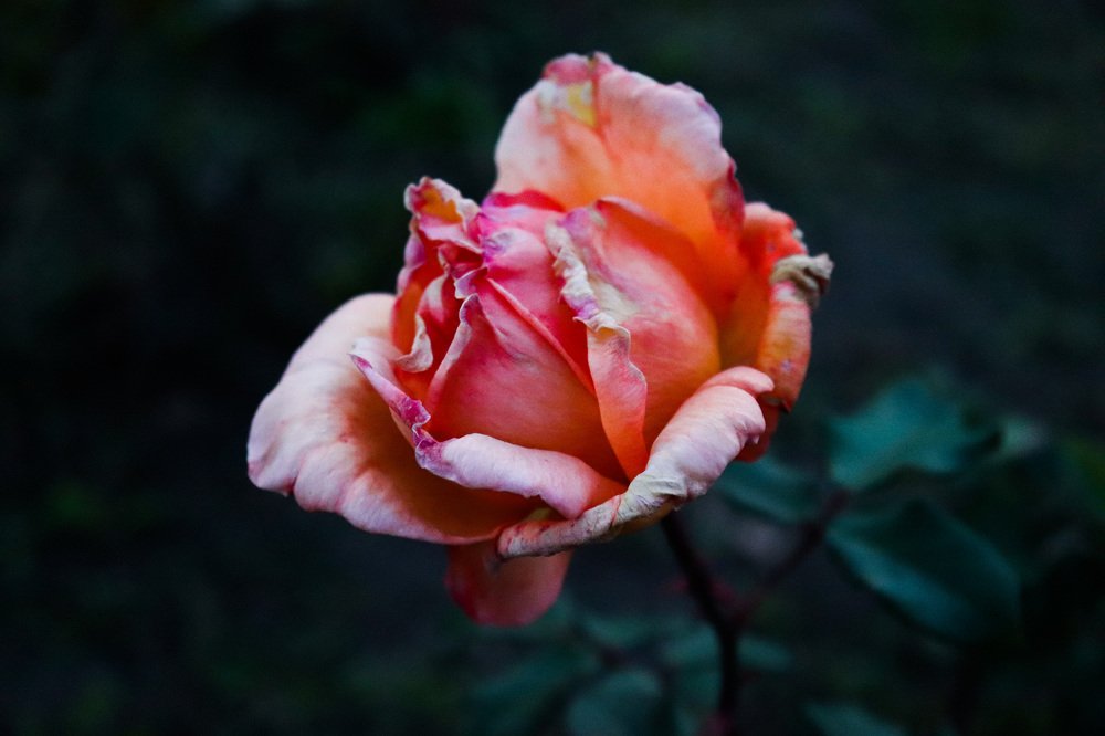 Photograph by Andreea Oancă