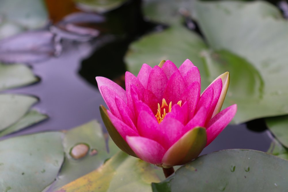 Photograph by Andreea Oancă