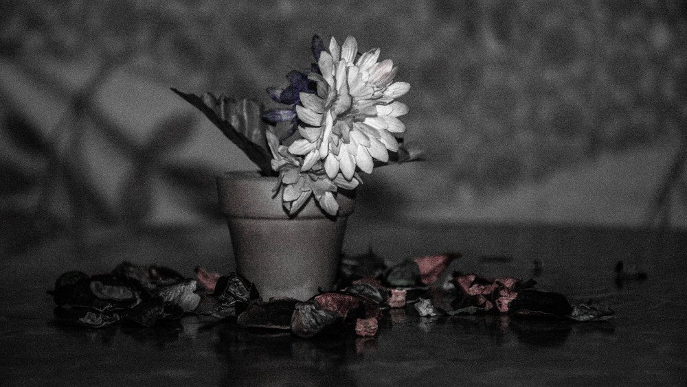 Photograph by islam elsayed eldaramlly