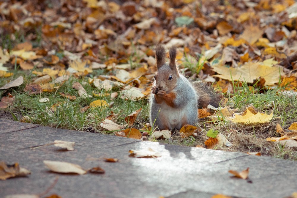 Photograph by Полина Голованова