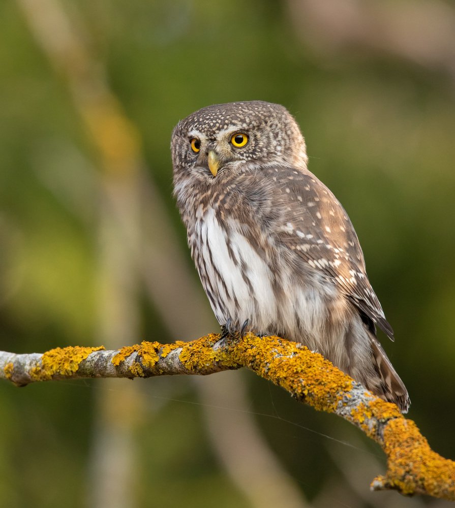 Photograph by Владимир Пакалевич