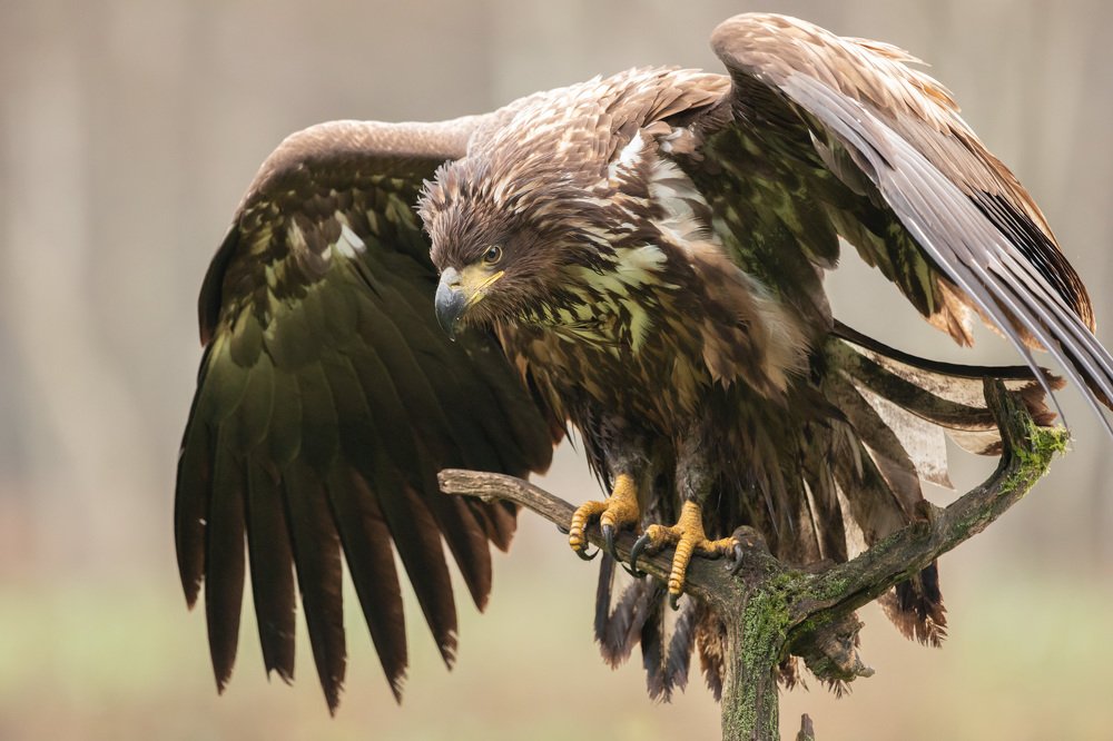 Photograph by Владимир Пакалевич