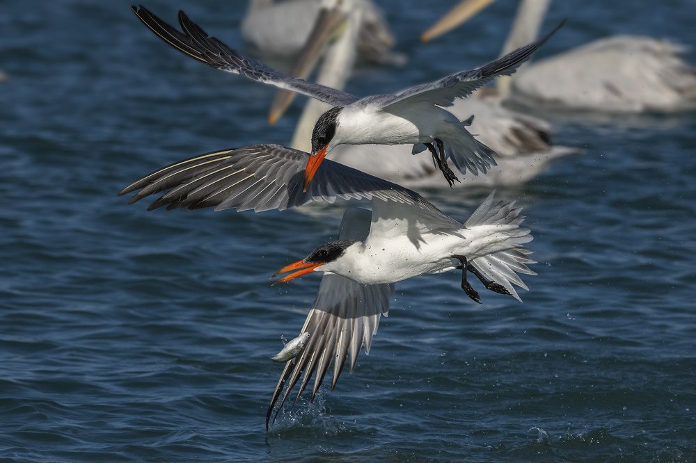 Photograph by Mehdi Dorostkar