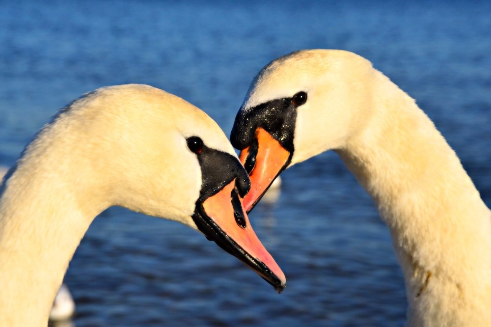 Photograph by Galina Baranovskaja