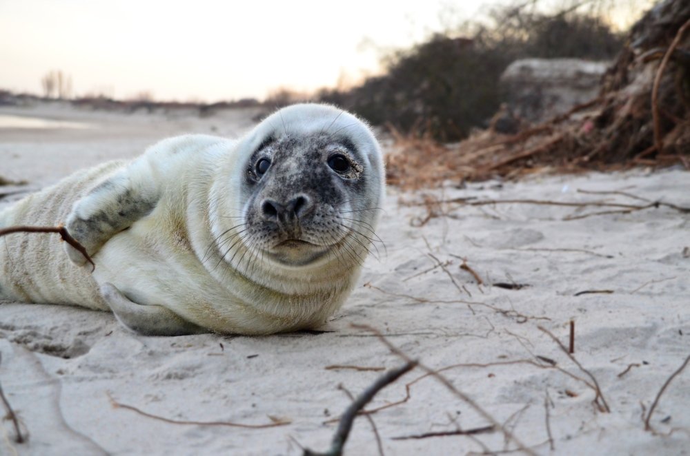 Photograph by Galina Baranovskaja