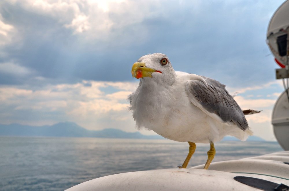 Photograph by Galina Baranovskaja