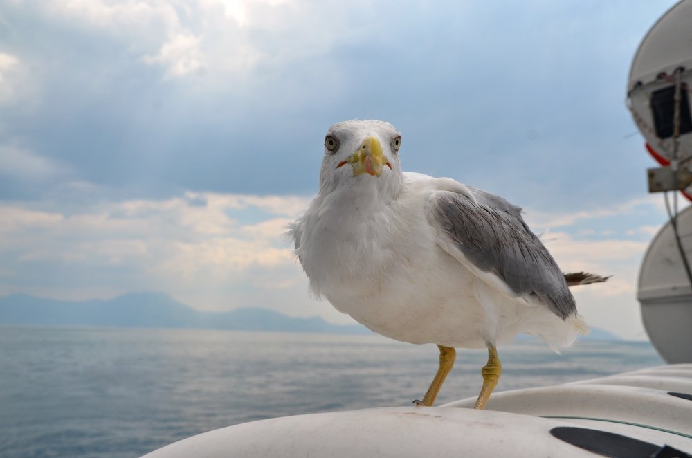 Photograph by Galina Baranovskaja