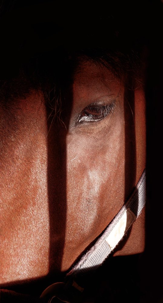 Photograph by Sajad Nori