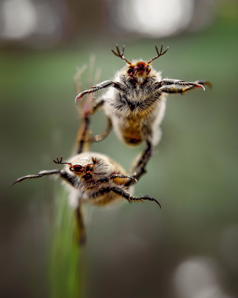 Beetles acrobats