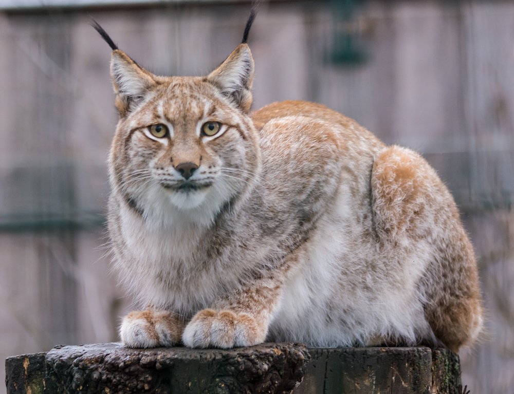 Рысь обыкновенная