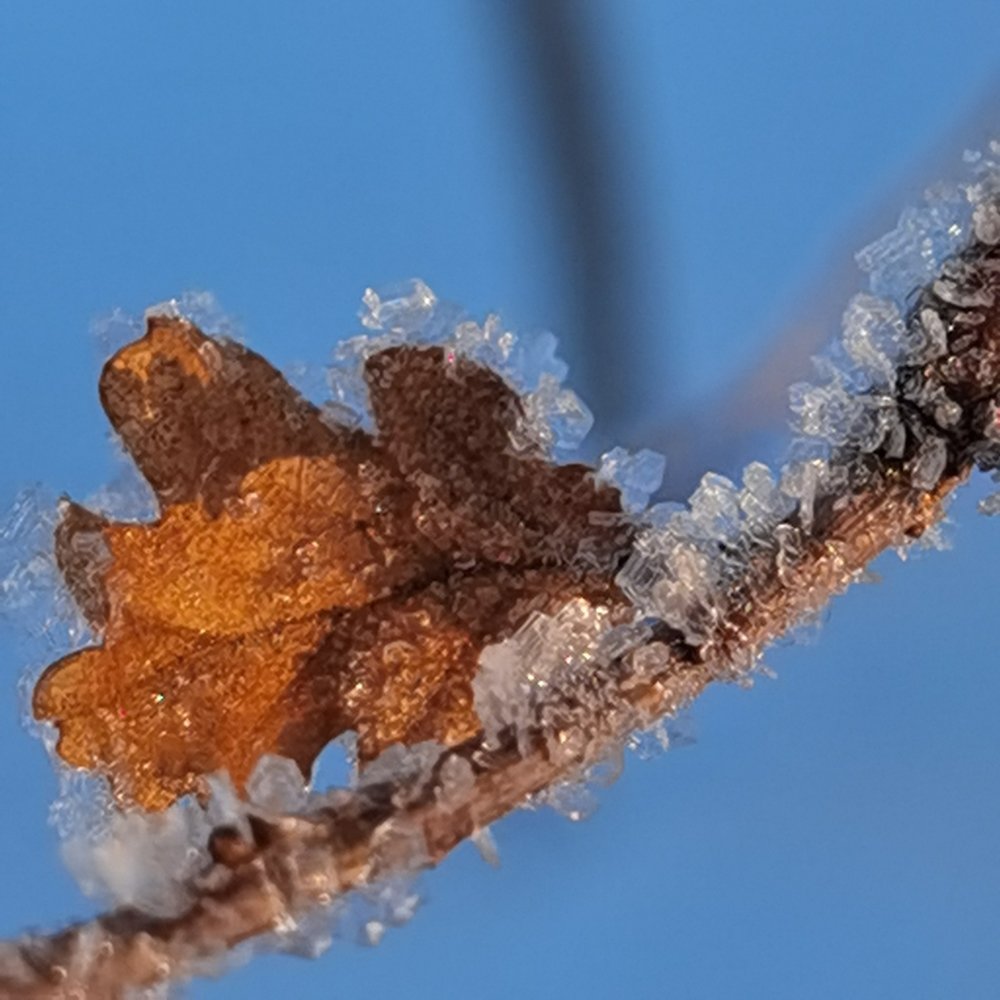 Замерзшей листик дуба