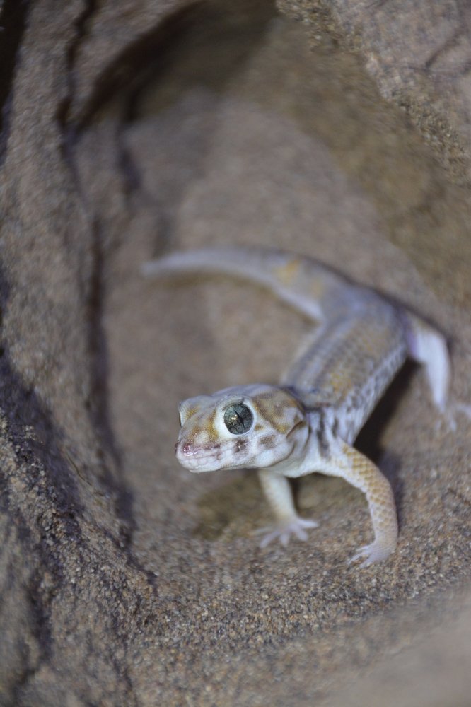 Persian Wonder Gecko