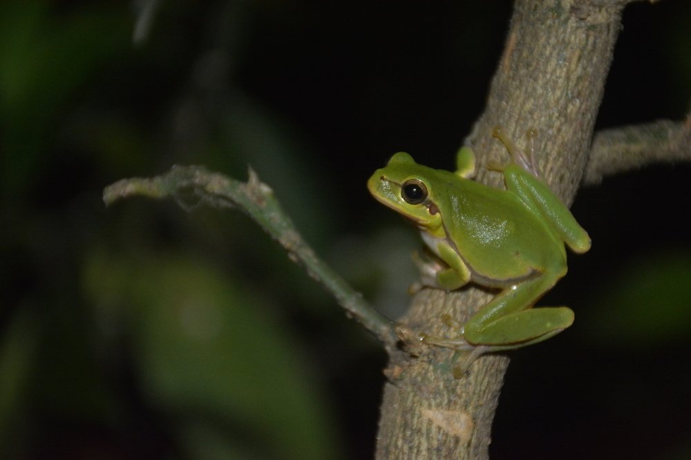 Oriental Tree Frog