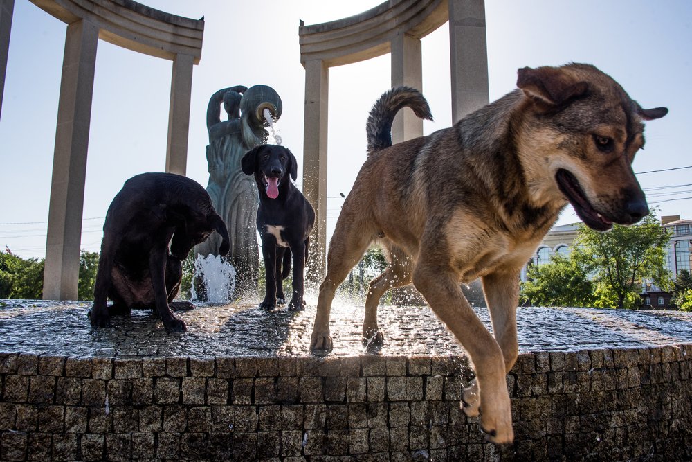 Фотография автора Дмитрий Дадонкин