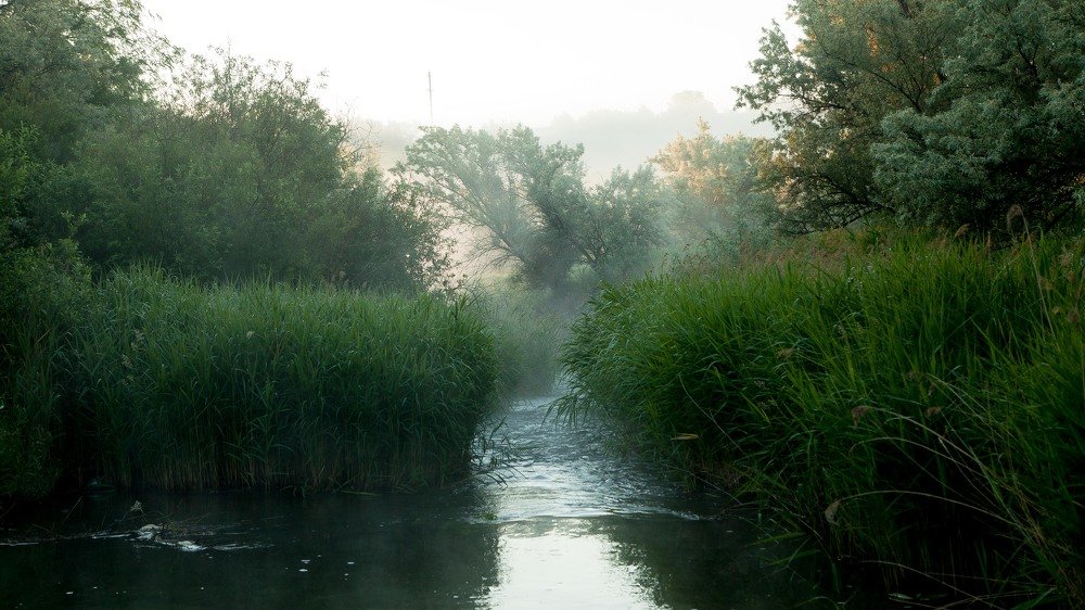 Поросший ручей