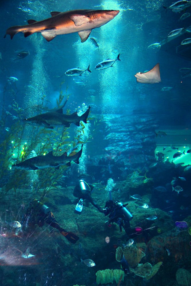 Scuba gear on the bottom (Акваланги на дне)