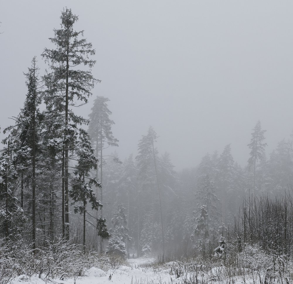Туман в ельнике.