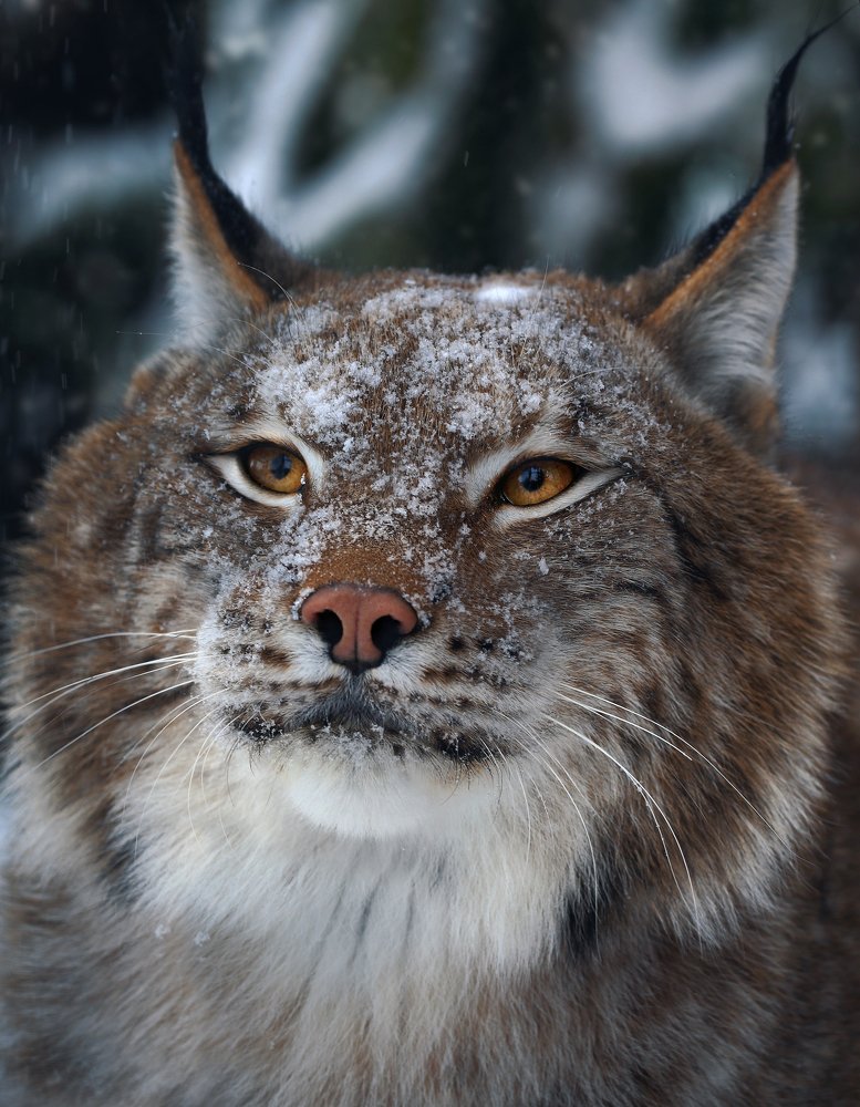 Photograph by Олег Богданов